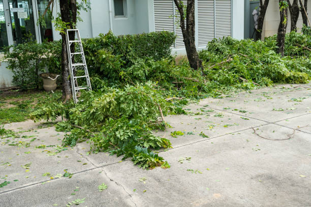 Best Residential Tree Removal  in Haymarket, VA